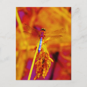 Cartão Postal Dragonfly em âmbar e fuschia