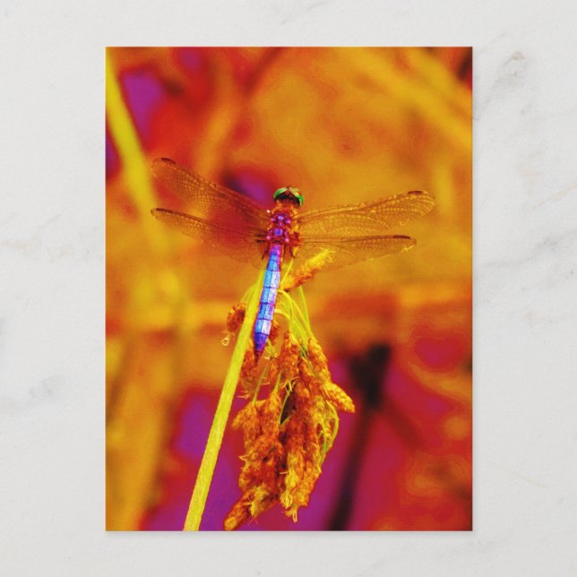 Cartão Postal Dragonfly em âmbar e fuschia (Frente)