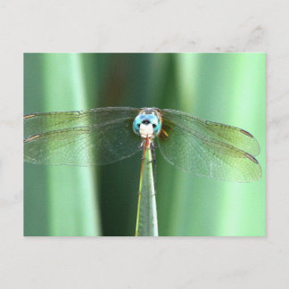 Cartão Postal Dragonfly Face Up