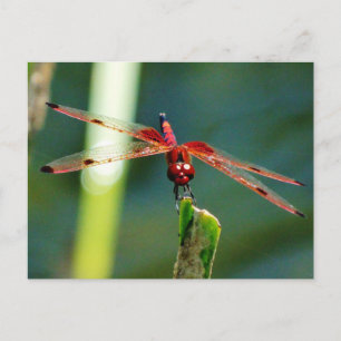 Cartão Postal Dragonfly Frontal Vermelha e Negra
