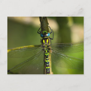 Cartão Postal Dragonfly Hawker Vibrante Fechar - Foto de Vida Se