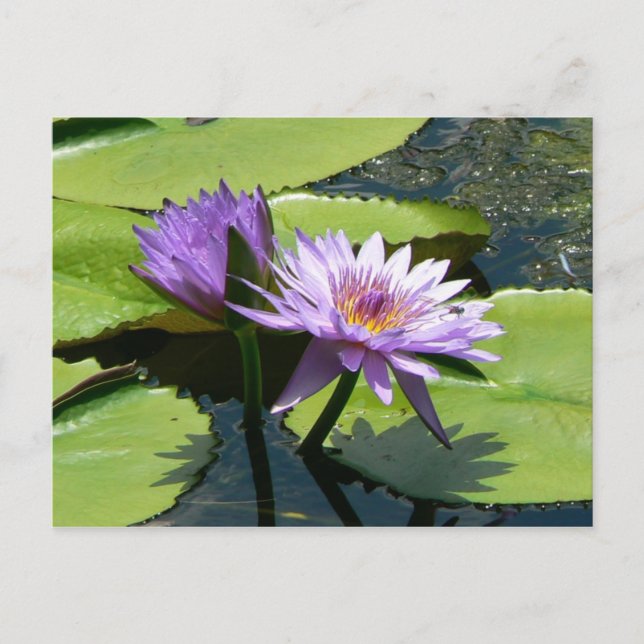Cartão Postal Dragonfly Lotus (Frente)