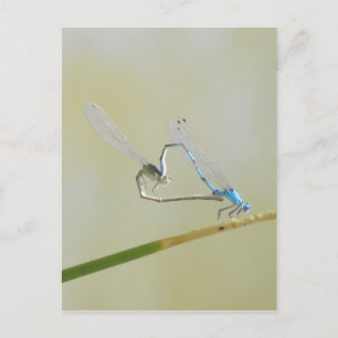 Cartão Postal Dragonfly Love