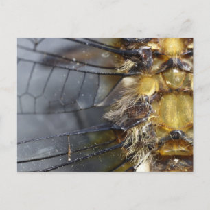 Cartão Postal Dragonfly Macro