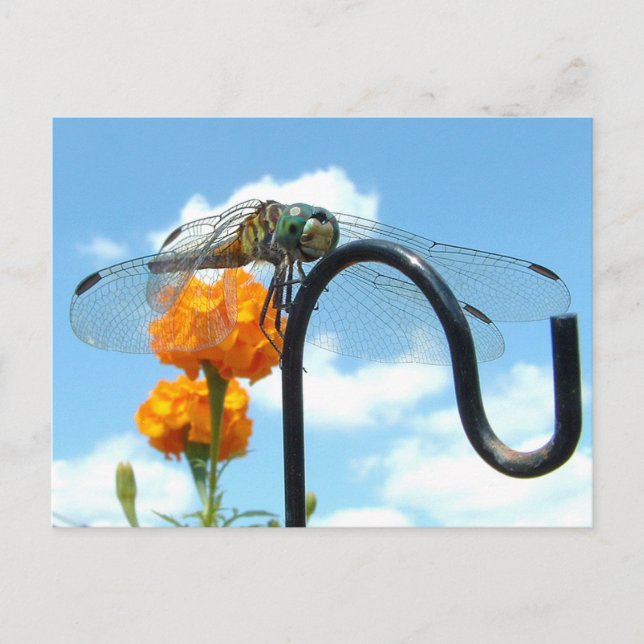 Cartão Postal Dragonfly Marigold Sky Foto (Frente)