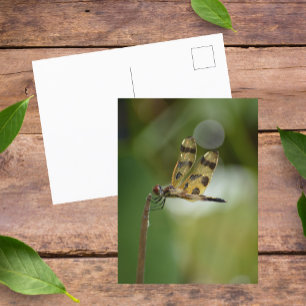 Cartão Postal Dragonfly ouro