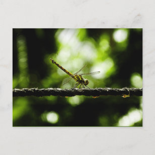 Cartão Postal Dragonfly - postais