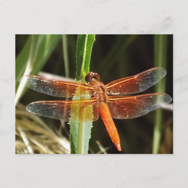 Cartão Postal Dragonfly Postcard (Frente)