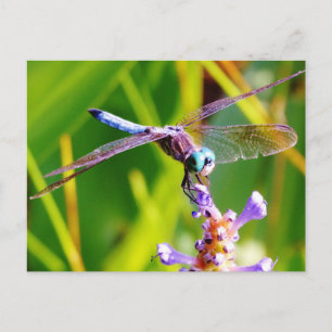 Cartão Postal Dragonfly Teal & Purple