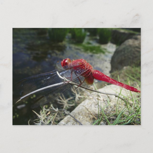 Cartão Postal Dragonfly tocando no galho, feche (Frente)