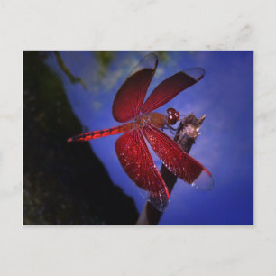 Cartão Postal Dragonfly vermelha