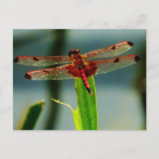 Cartão Postal Dragonfly Vermelha e Negra