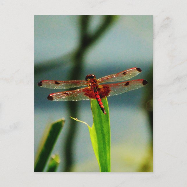 Cartão Postal Dragonfly Vermelha e Negra (Frente)