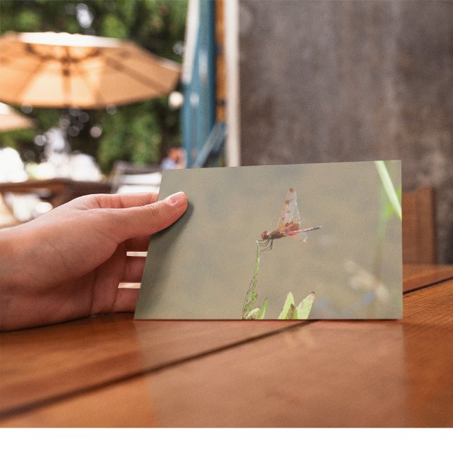 Cartão Postal Dragonfly vermelha que repousa sobre uma palha (Criador carregado)