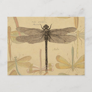 Cartão Postal Dragonfly Vintage Natureza Clássica Antica