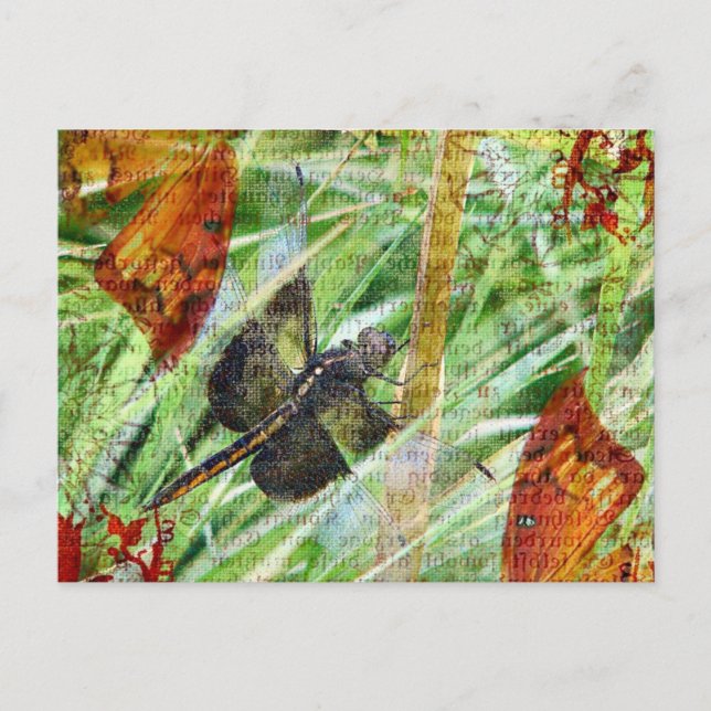 Cartão Postal Dragonfly, Voe para longe (Frente)