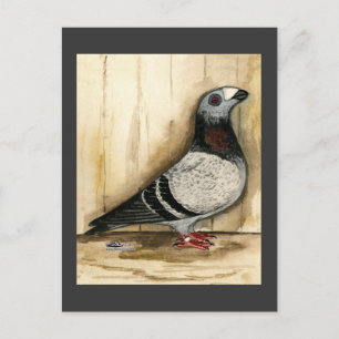 Cartão Postal Dragoon Pigeon Blue Grizzle