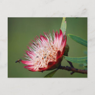 Cartão Postal Drakensberg Sugarbush (Protea Dracomontana)
