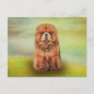 Cartão Postal Drawing dog chow chow