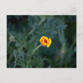 Cartão Postal Dreamy California Poppy Poster