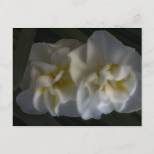 Cartão Postal Dreamy Narcissus Daffodils