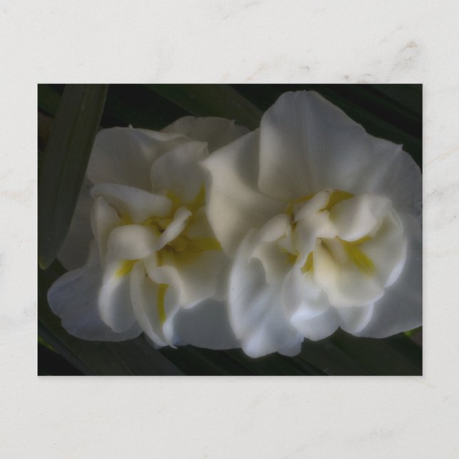 Cartão Postal Dreamy Narcissus Daffodils (Frente)