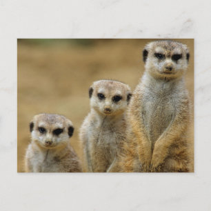 Cartão Postal drei Erdmaennchen (Suricata suricatta)