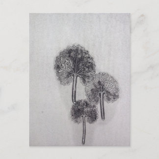 Cartão Postal Dreiblatt