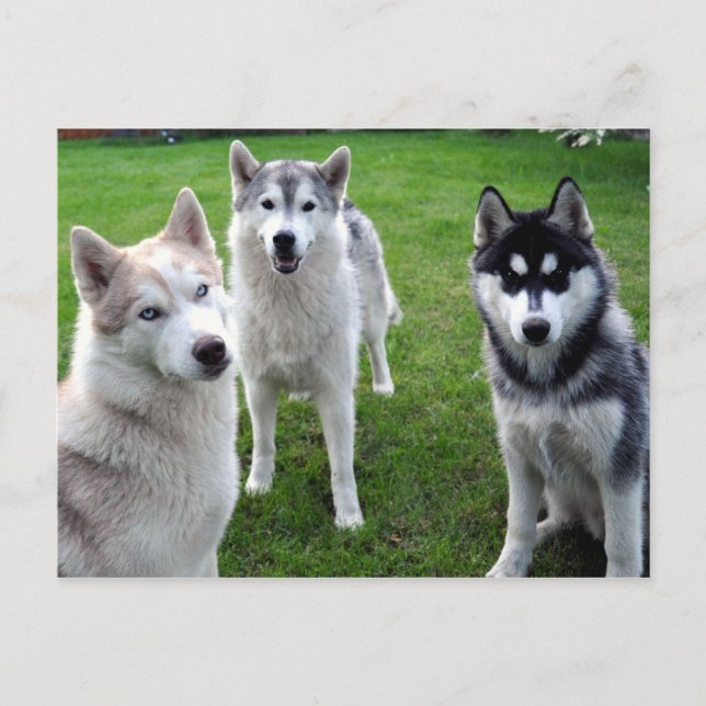 Cartão Postal dreierlei (Frente)