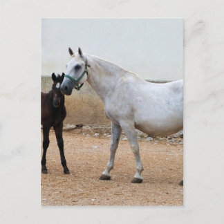 Cartão Postal Dressage Show Horse