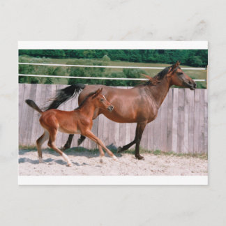 Cartão Postal Dressage Show Horse