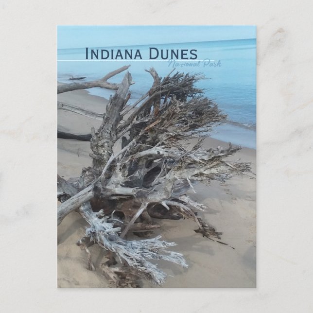 Cartão Postal Driftwood Indiana Dunes National Park Magnet (Frente)