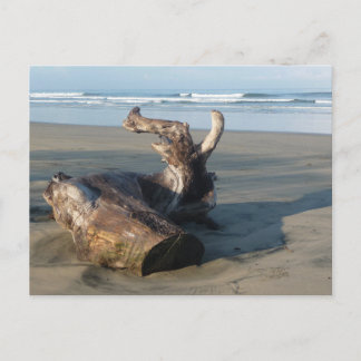 Cartão Postal Driftwood Log Costa Rica Beach Photo Postcard