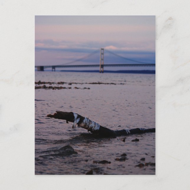 Cartão Postal Driftwood no lago Michigan (Frente)