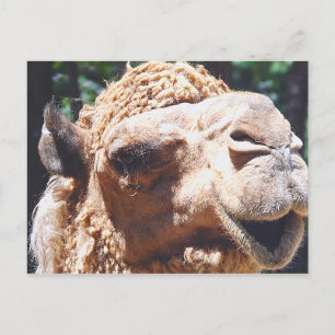 Cartão Postal Dromedor, Uma Face De Camelo Hump Fechada