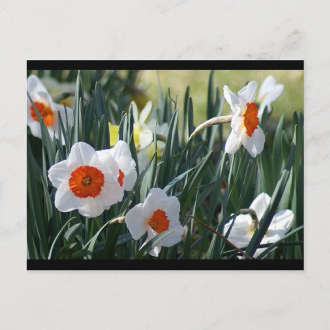 Cartão Postal DSC01730 a (Frente)