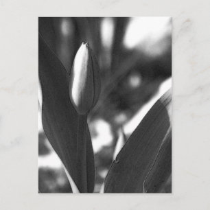 Cartão Postal DSC02422 c