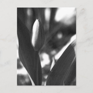 Cartão Postal DSC02422 c