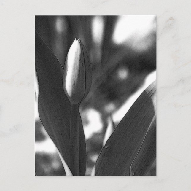 Cartão Postal DSC02422 c (Frente)