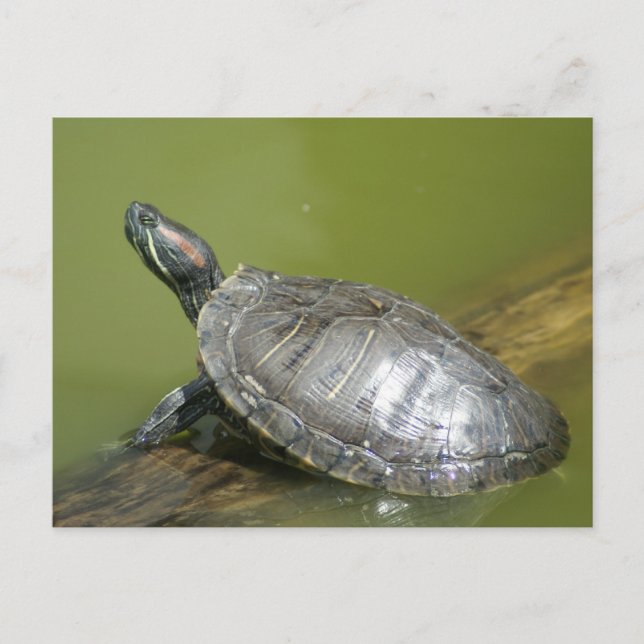 CARTÃO POSTAL DSC04275 (Frente)