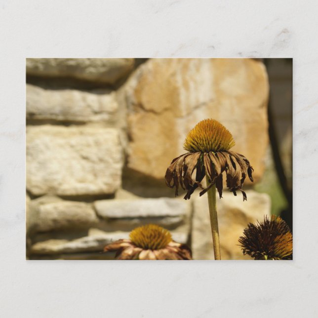 CARTÃO POSTAL DSC06868 (Frente)