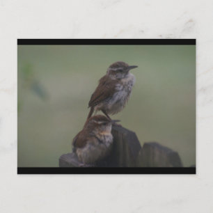 CARTÃO POSTAL DSC07310