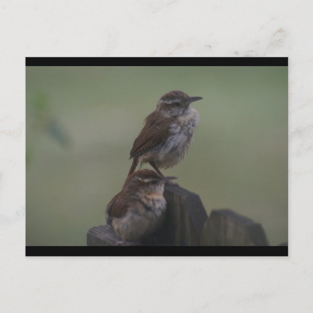 CARTÃO POSTAL DSC07310 (Frente)