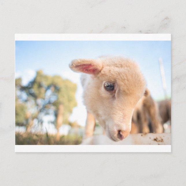 CARTÃO POSTAL _DSC2491 (Frente)