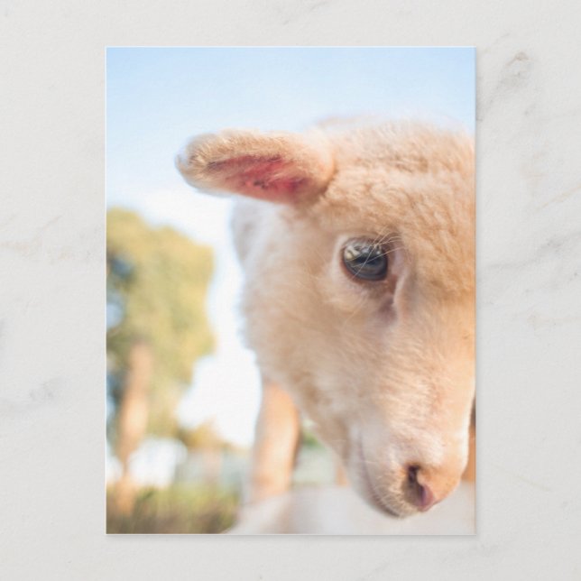 CARTÃO POSTAL _DSC2491 (Frente)