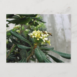 Cartão Postal Duas Abelhas