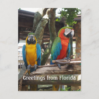 Cartão Postal duas aves-maxila ou papagaio