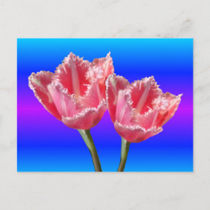 Cartão Postal Duas Belas Tulipas Rosa Azul BG Cartão-postal