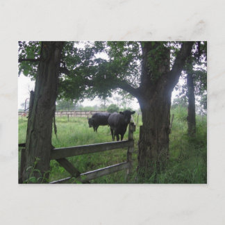 Cartão Postal duas beleza preta