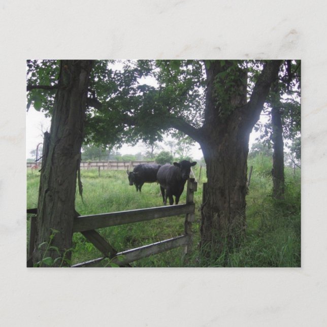 Cartão Postal duas beleza preta (Frente)